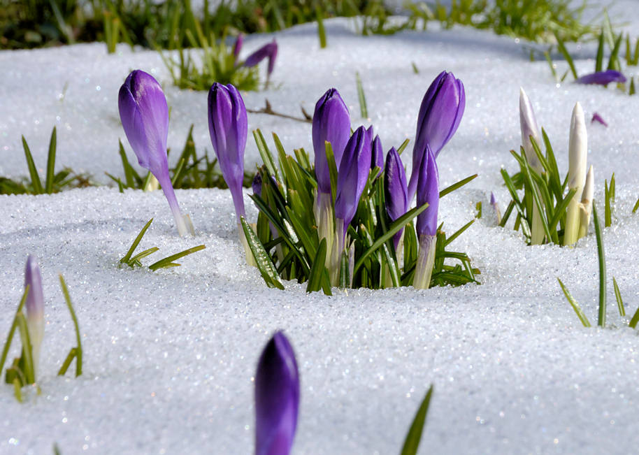 2273_0472 Frühlingsboten im Schnee - Krokusblüten, Eiskristalle. | Fruehlingsfotos aus der Hansestadt Hamburg; Vol. 2